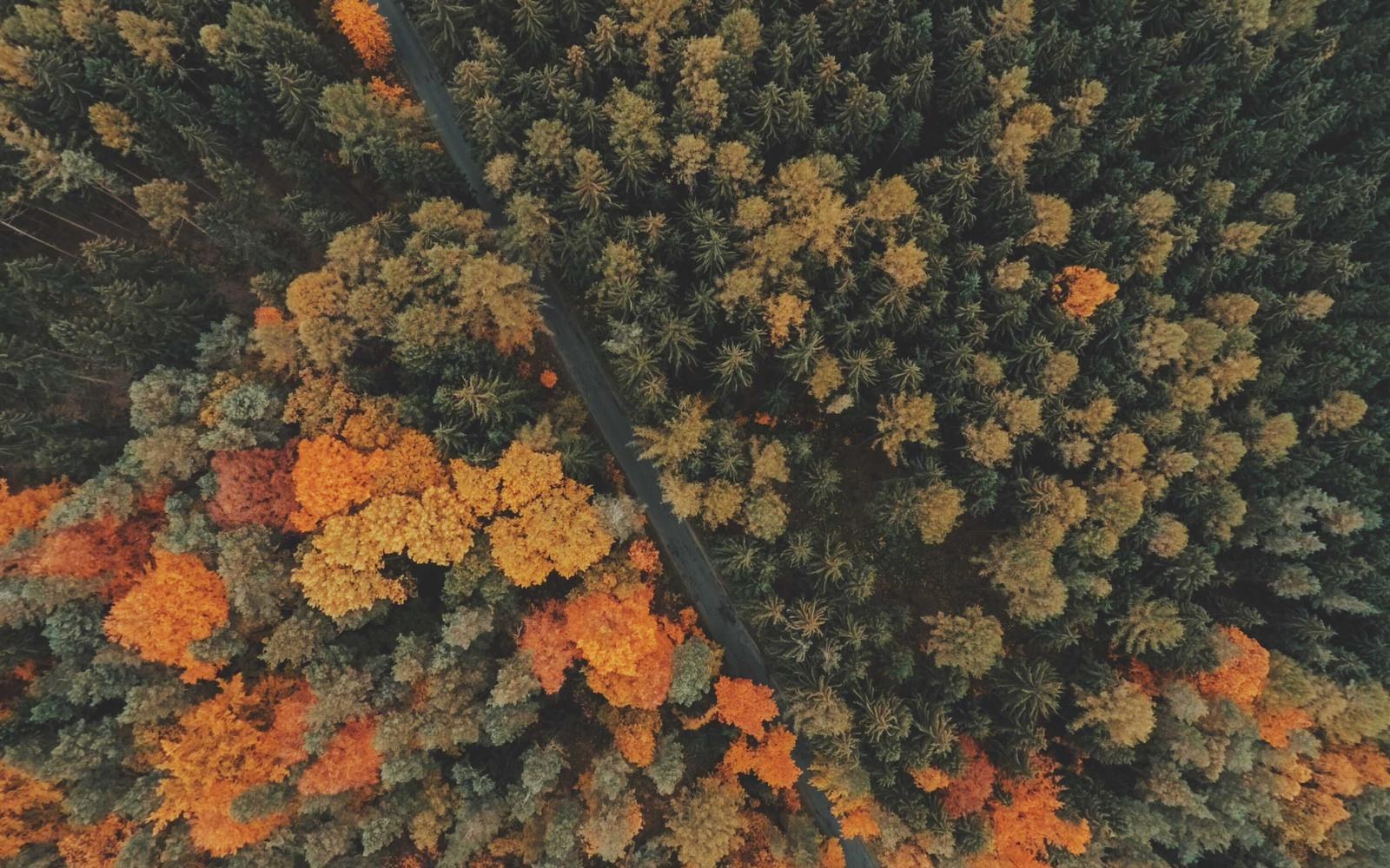 Clearer detailed forest photo after PhotoBoost sharpening