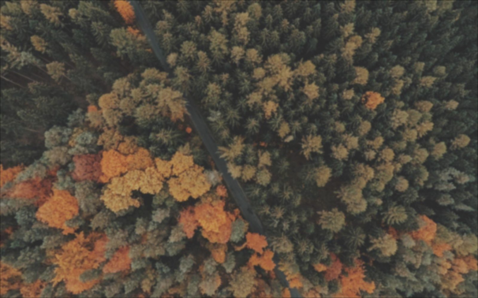 Soft forest photo before image sharpening